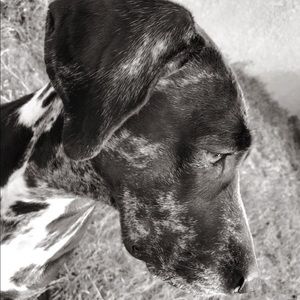 Meet your Posher, Cody